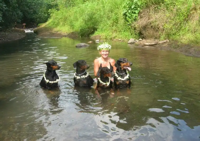 Sylvia Association Dobhelp